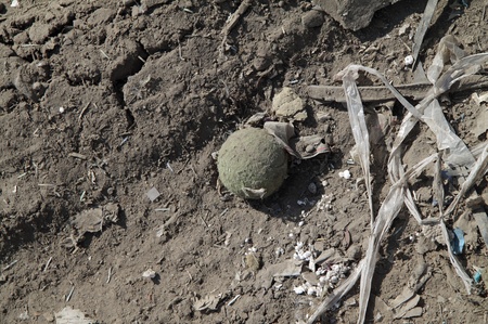 М,яч для тенісу. Цілий